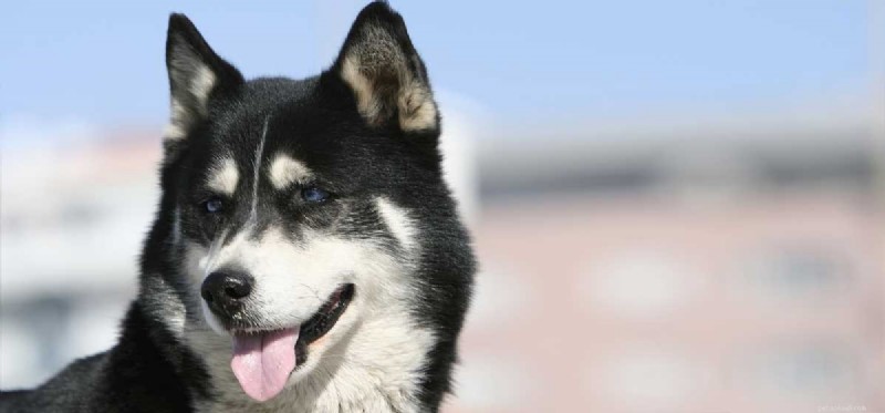 Kan Husky-hundar leva i varmt väder?