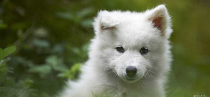 Os cães samoiedos podem viver em clima quente