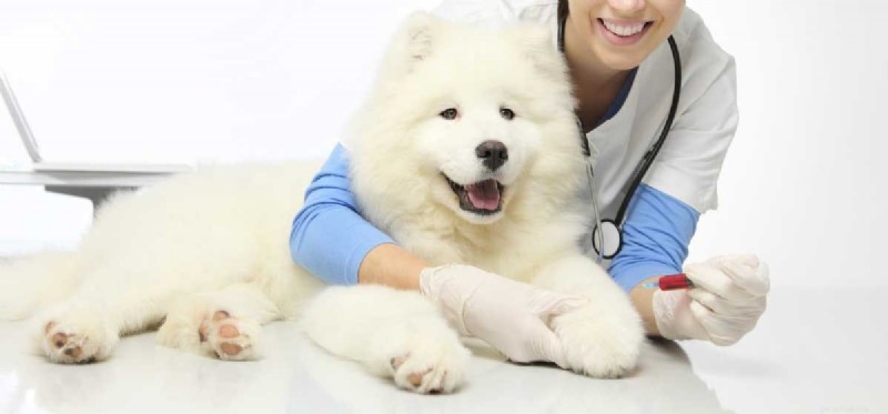 Os cães samoiedos podem viver em clima quente