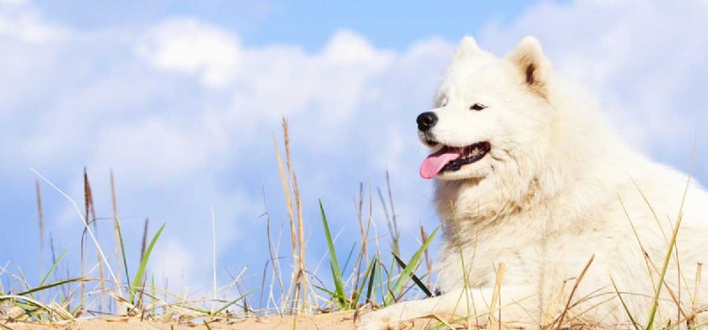 Kunnen Samojeed-honden leven bij warm weer