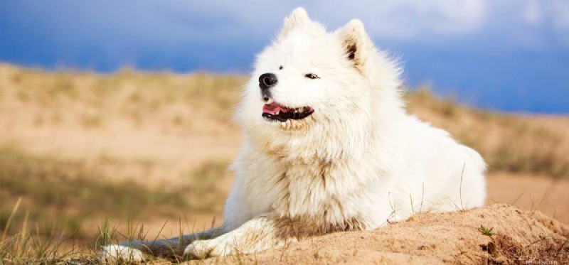 Os cães samoiedos podem viver em clima quente