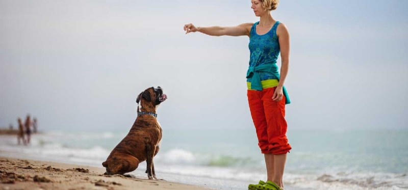 Il tuo cane capisce causa ed effetto?