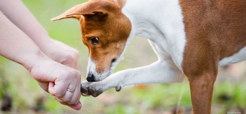 あなたの犬は原因と結果を理解していますか?