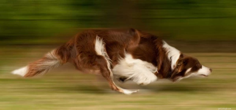Jak rychle mohou psi běhat?