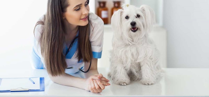당신의 개는 치료자입니까?
