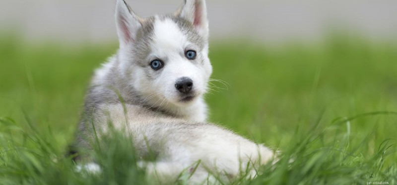 Votre chien est-il impatient ?