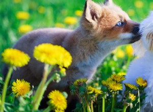 개는 여우에게서 무엇을 잡을 수 있습니까?