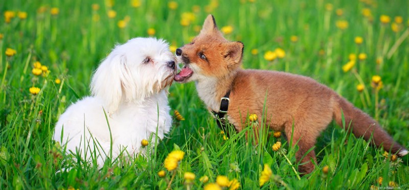 O que os cães podem pegar das raposas?