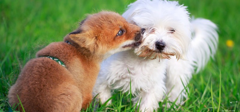 Что собаки могут заразиться от лис?