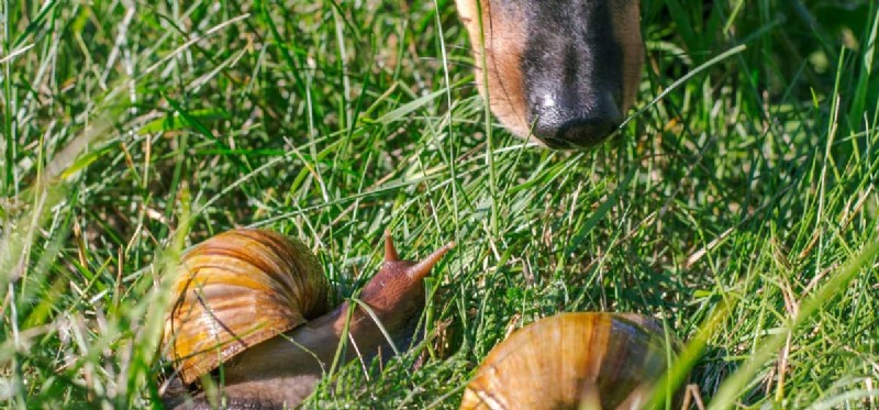 Qu est-ce que les chiens peuvent attraper des limaces ?