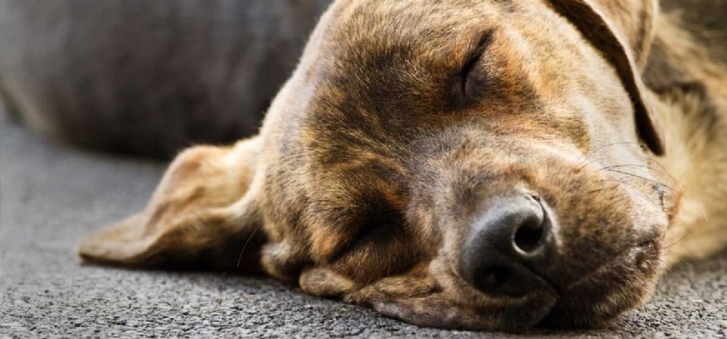 O čem mohou psi snít?