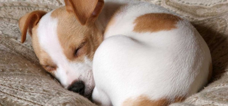 Waar kunnen honden van dromen?