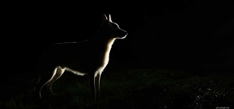 개는 밤에 무엇을 볼 수 있습니까?