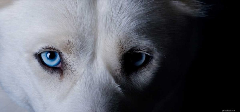 Co mohou psi vidět ve tmě? 