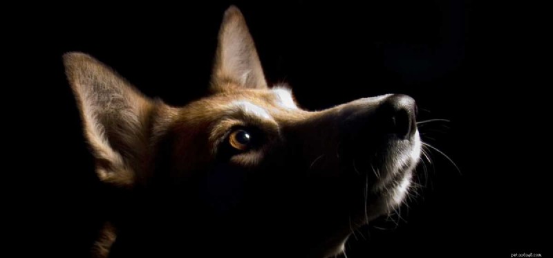 O que os cães podem ver no escuro? 
