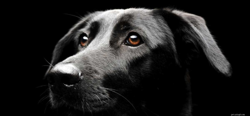 개는 어둠 속에서 무엇을 볼 수 있습니까? 