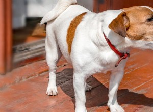 Co znamená štěkání psa?