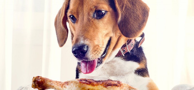 Quais alimentos humanos os cães podem comer?