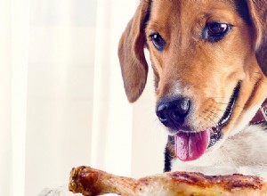 Quels aliments humains les chiens peuvent-ils manger ?