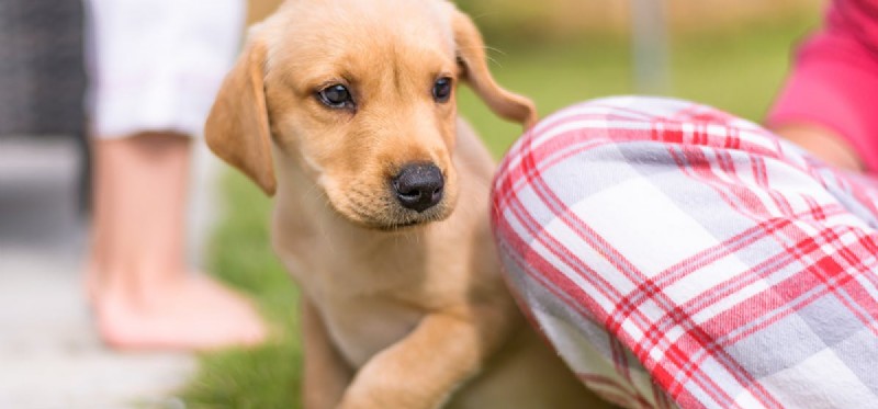 犬が聞き取れる音域は?