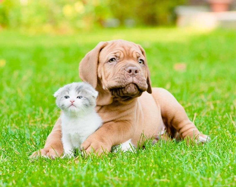 Läka ditt husdjur med en fekal mikrobiotatransplantation (FMT)