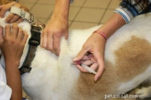 Diabetes bij honden:diagnose, behandeling en management
