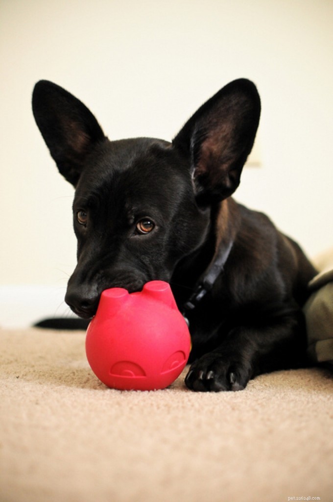 Como ajudar cães idosos a envelhecer bem