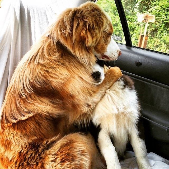 Como ajudar cães idosos a envelhecer bem