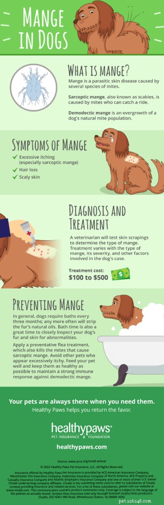 Jak léčit svrab u psů