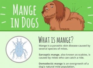 犬の疥癬の治療方法