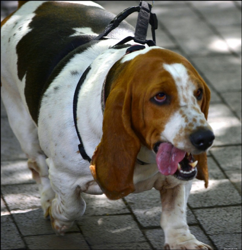 Waarom dikke honden niet grappig zijn