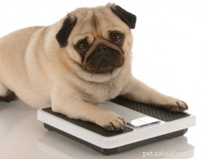 Vette honden slanker maken:hoe u uw huisdier kunt helpen gewicht te verliezen