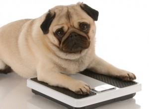 뚱뚱한 개를 날씬하게 만들기:애완동물의 체중 감량을 돕는 방법