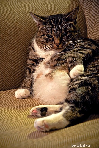 7 manieren waarop obesitas je huisdier doodt