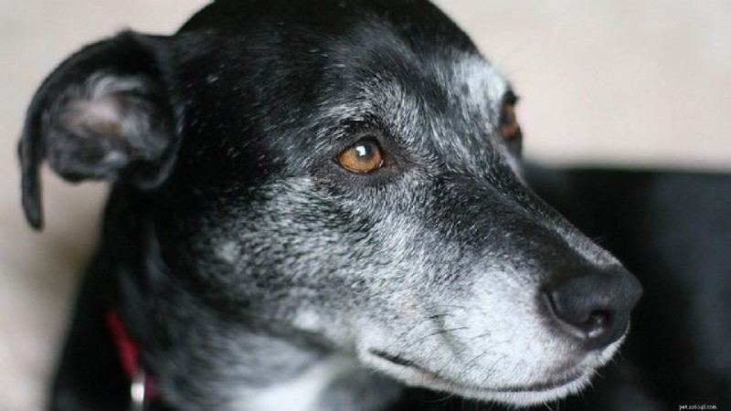 Cães idosos – dicas sobre alimentação, cuidados de saúde, segurança e condições comuns de saúde