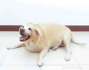 Gatti grassi e cuccioli paffuti:affrontare l obesità negli animali domestici