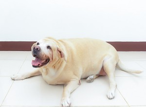 太った猫とぽっちゃりした子犬:ペットの肥満への対処