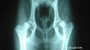 Displasia da anca em cães:guia essencial