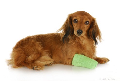 Remédios caseiros para lidar com arranhões nas patas em cães e gatos