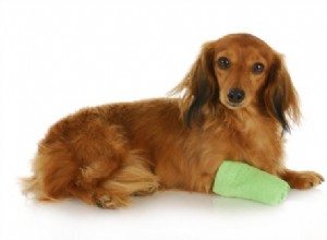 犬と猫の足の擦り傷に対処するための家庭療法
