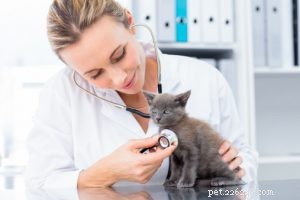 Vad du kan förvänta dig vid ditt husdjurs årliga veterinärbesök