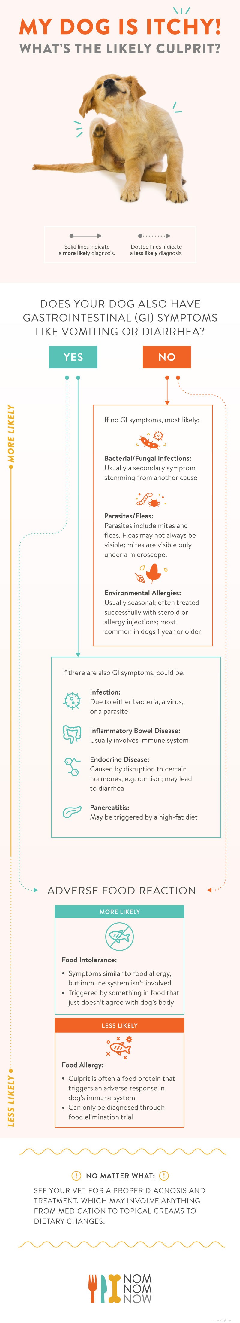 Allergie alimentari per cani