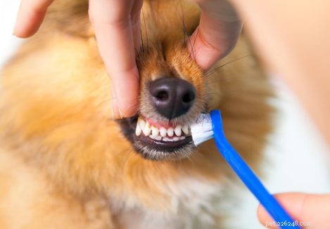 Zubní zdraví domácích mazlíčků