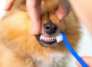 애완동물 치과 건강