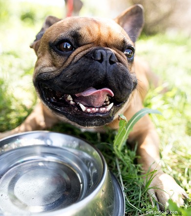 당신의 개는 얼마나 많은 물을 필요로 합니까?