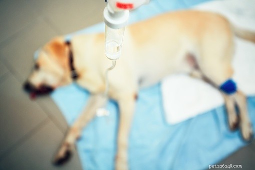 子犬の緊急事態:事故と創傷ケア