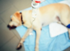 Неотложная помощь щенкам:несчастные случаи и уход за ранами