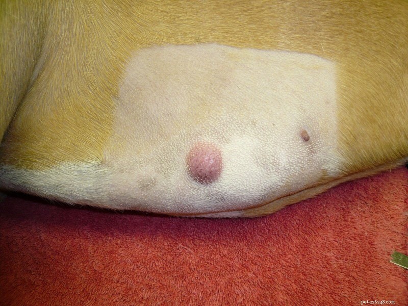 Prévenir le cancer de la peau chez le chien