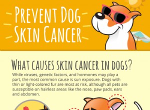 Prevence rakoviny kůže u psů