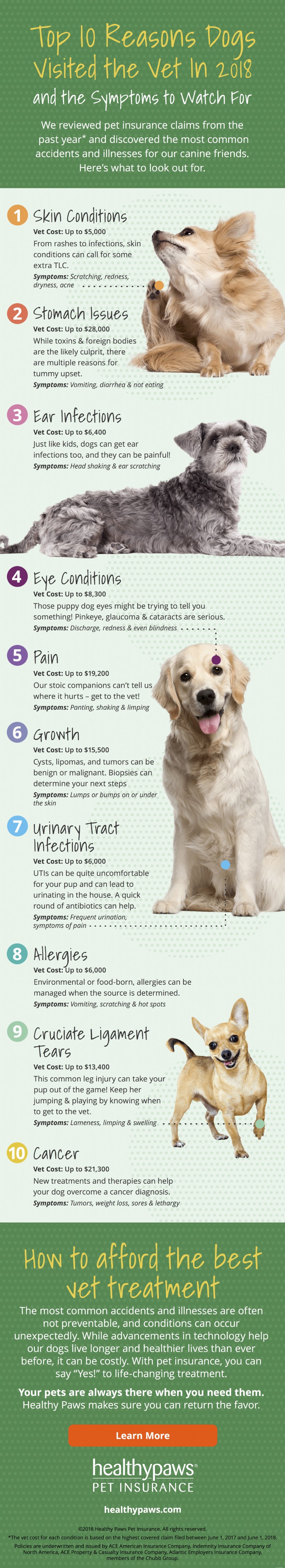 Top 10 redenen waarom honden naar de dierenarts gaan [Infographic]
